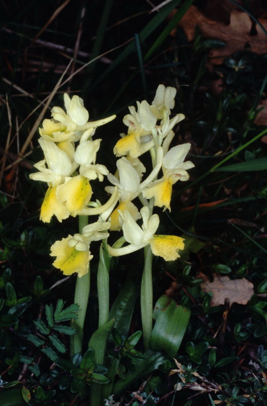 Orchidee in una villa vicino a Piediluco (Terni)